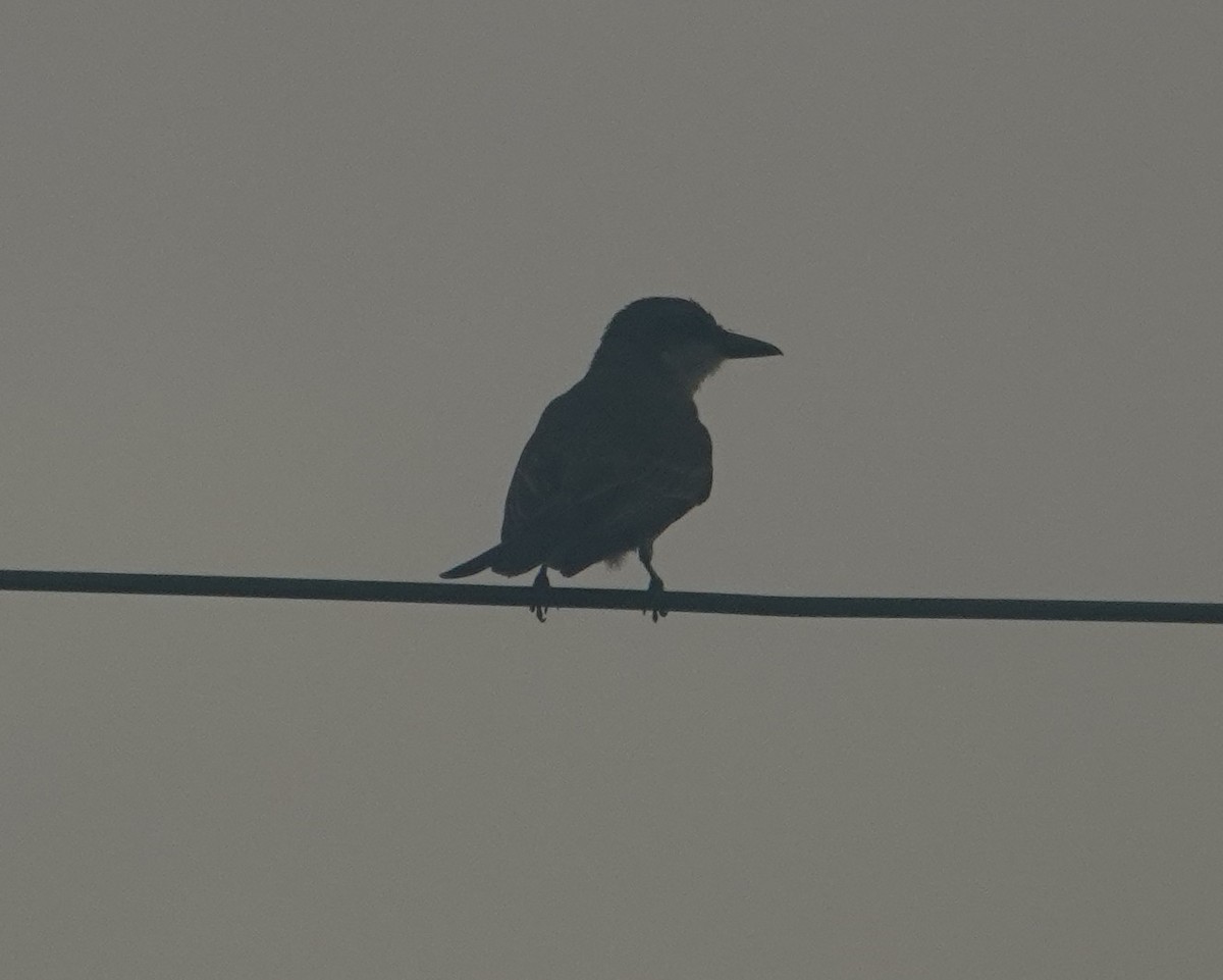 Gray Kingbird - ML640297049