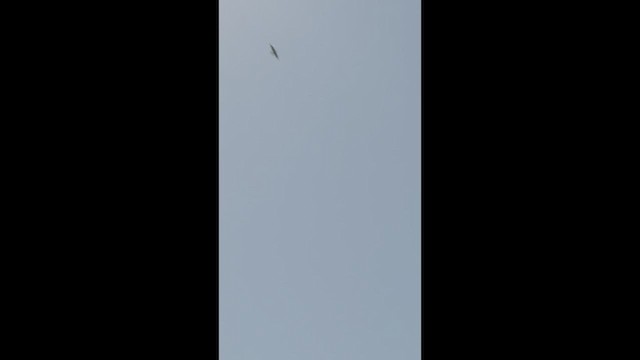 Chimney Swift - ML640297097