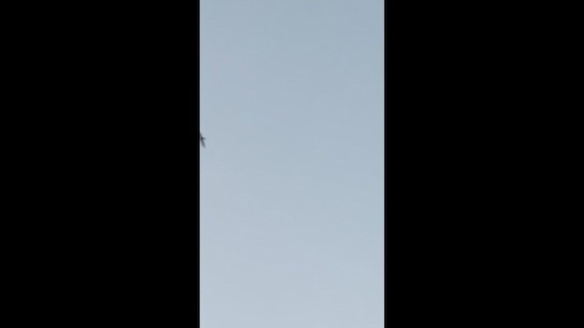 Chimney Swift - ML640297113