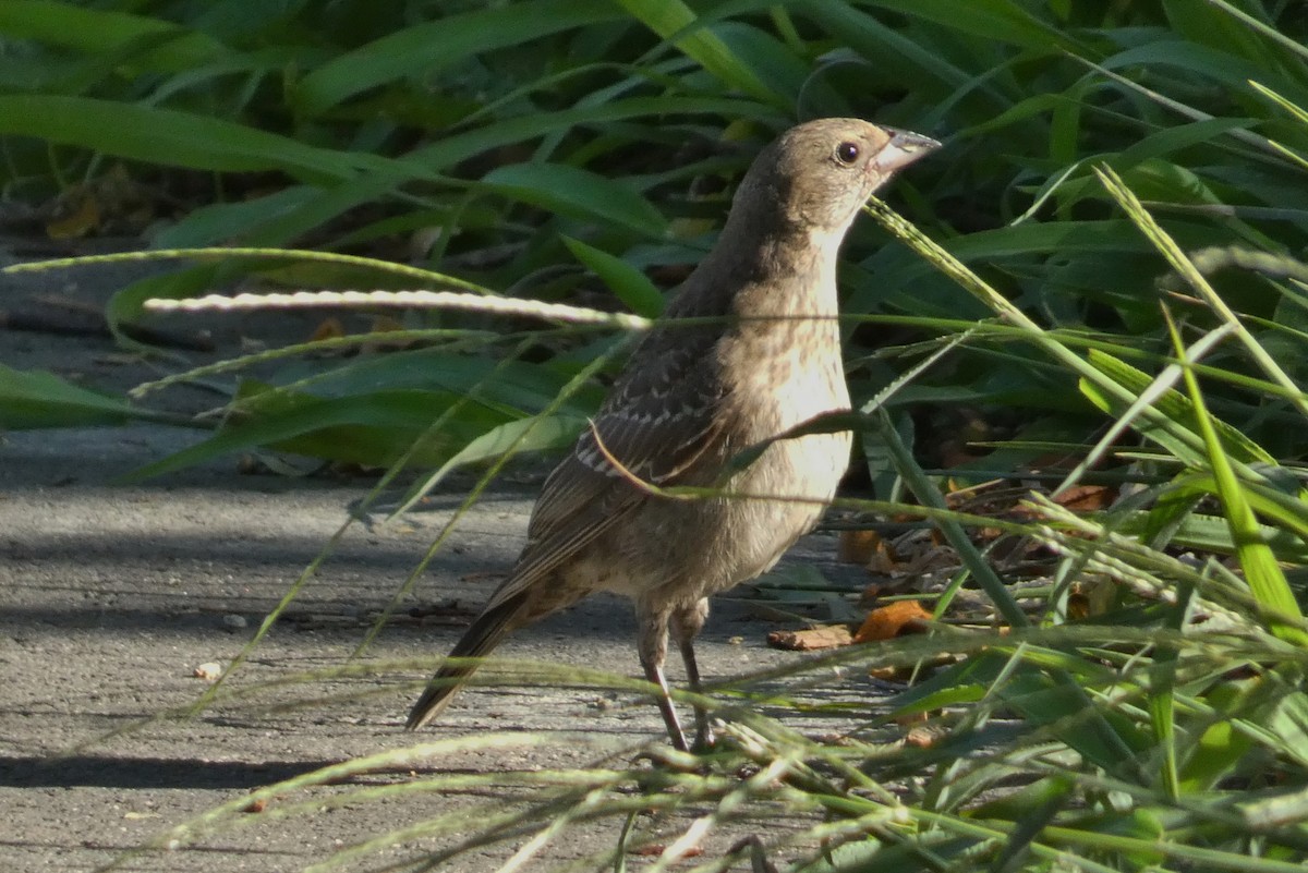 Brown-headed Cowbird - ML640297116