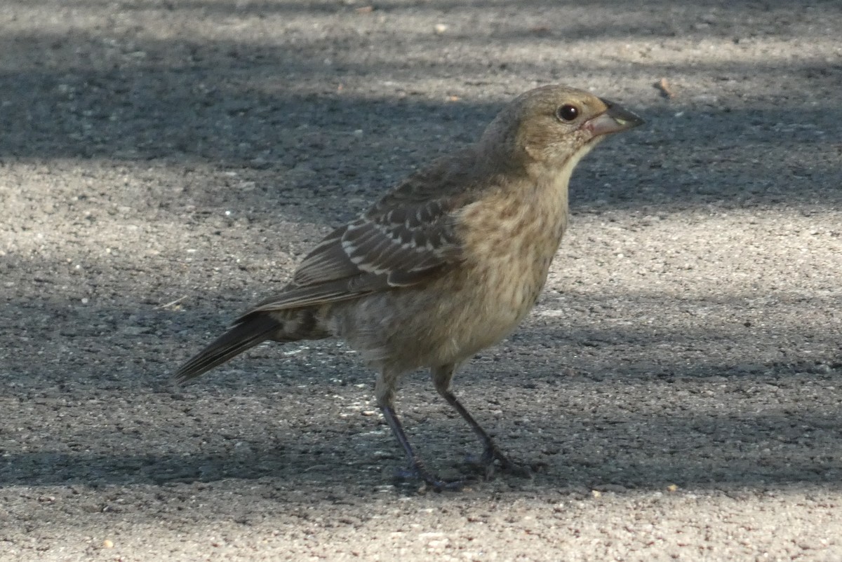 Brown-headed Cowbird - ML640297117