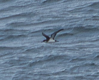 Manx Shearwater - ML640297152