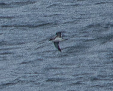Manx Shearwater - ML640297154