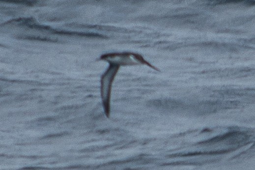 Manx Shearwater - ML640297155