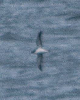 Manx Shearwater - ML640297156