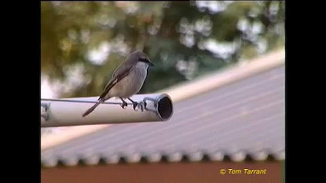 Isabelline Shrike - ML640297157