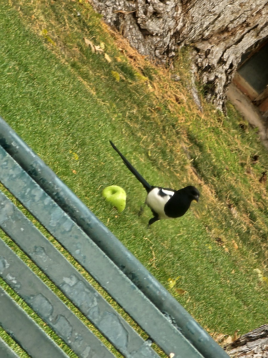 Black-billed Magpie - ML640297308