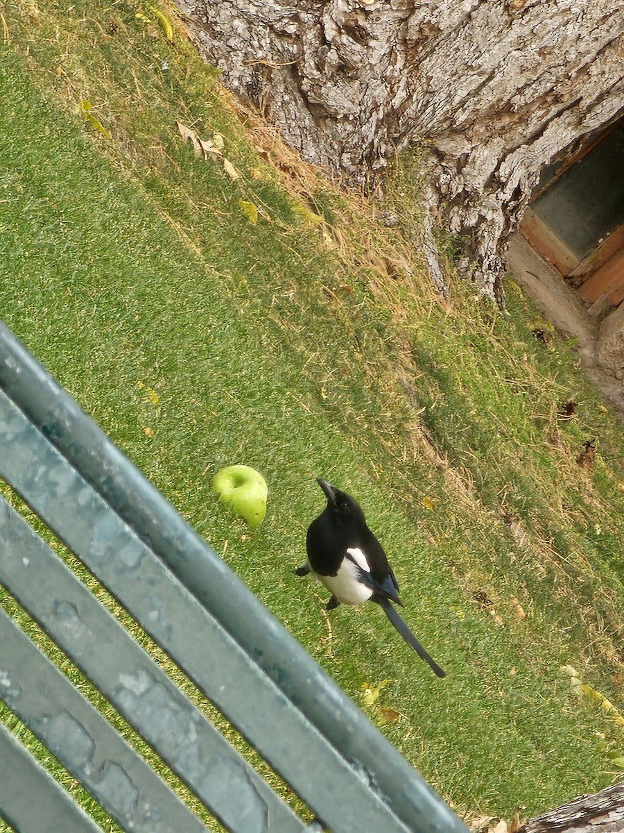 Black-billed Magpie - ML640297322