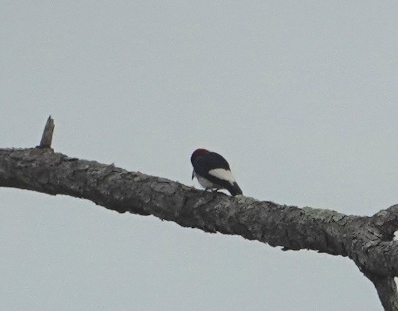 ズアカキツツキ - ML640297362