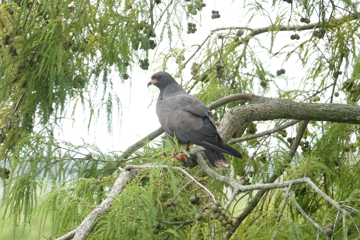 Milan des marais - ML640297403