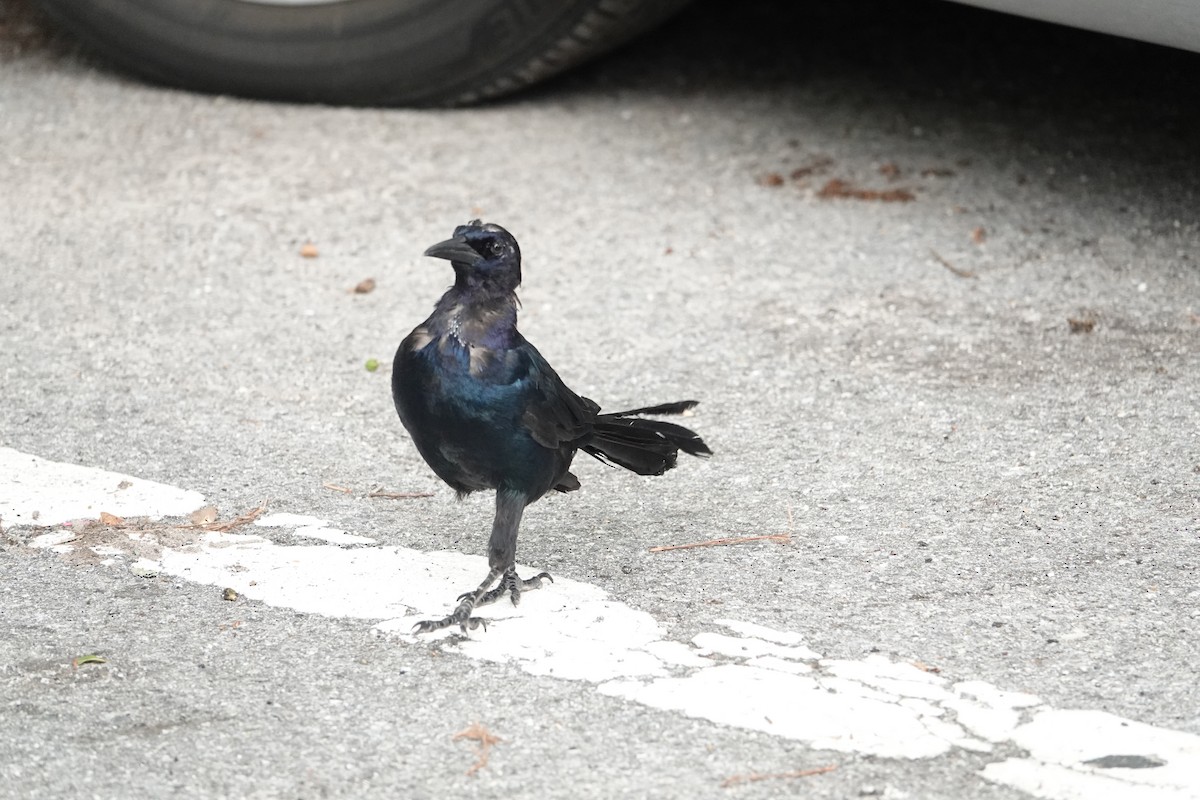 Quiscale des marais - ML640297408