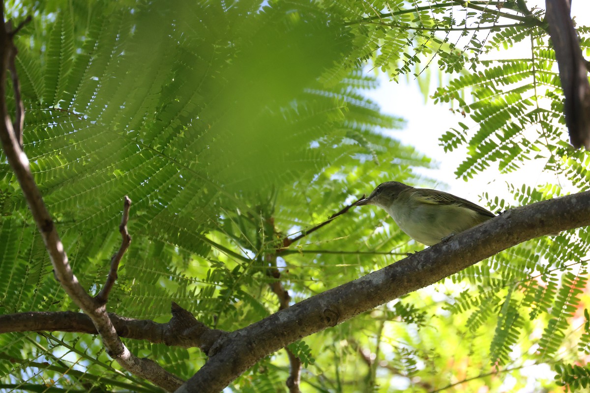 Black-whiskered Vireo - ML640297491
