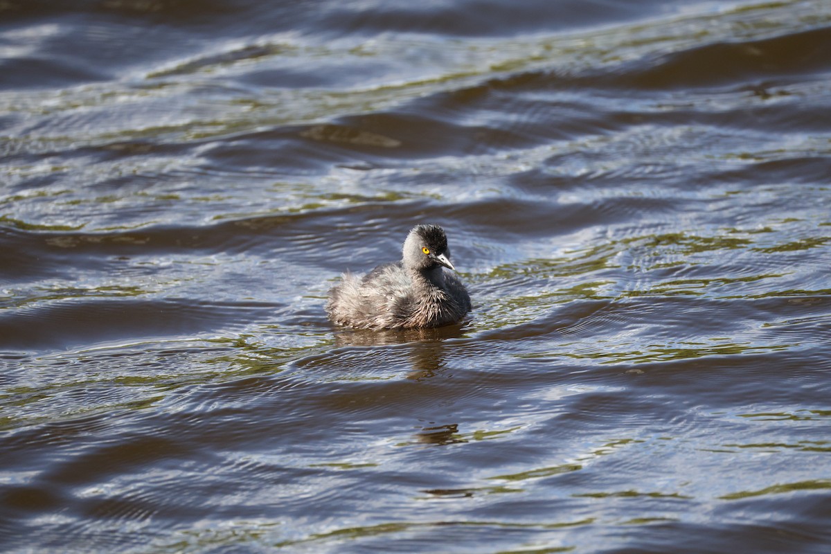Least Grebe - ML640297508