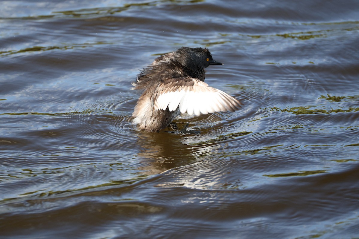 Least Grebe - ML640297509