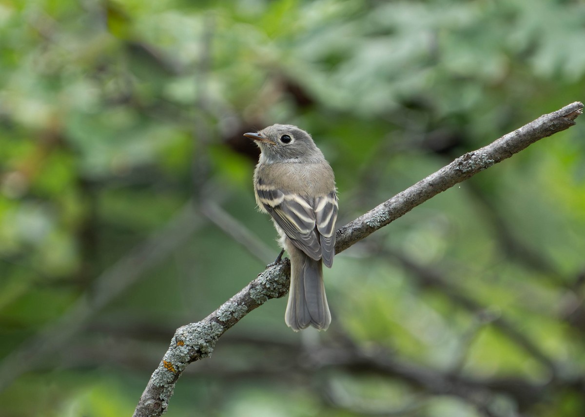 Hammond's Flycatcher - ML640297526