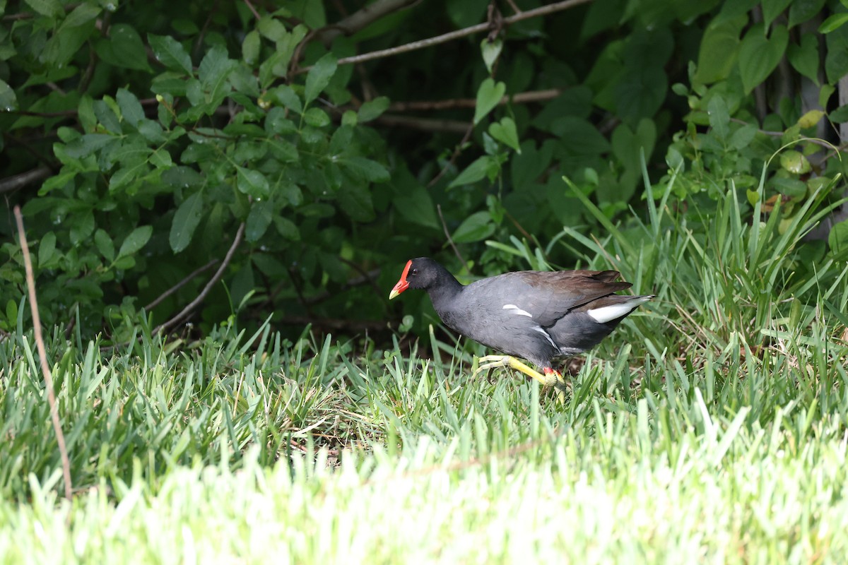 Common Gallinule - ML640297565