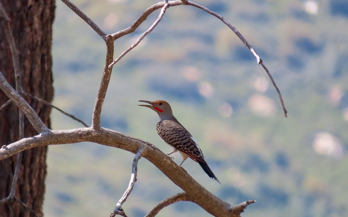 Northern Flicker - ML640297581