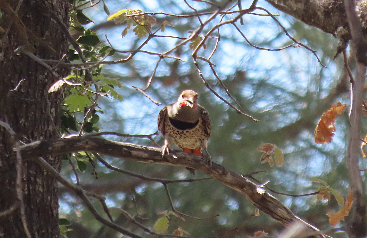 Northern Flicker - ML640297586