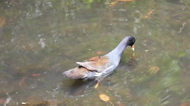 Common Gallinule - ML640297661