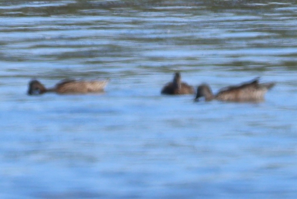 American Black Duck - ML640297732