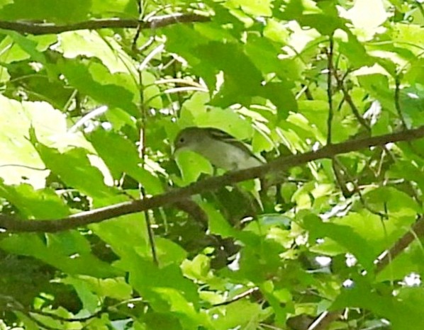 Pine Warbler - ML640297745