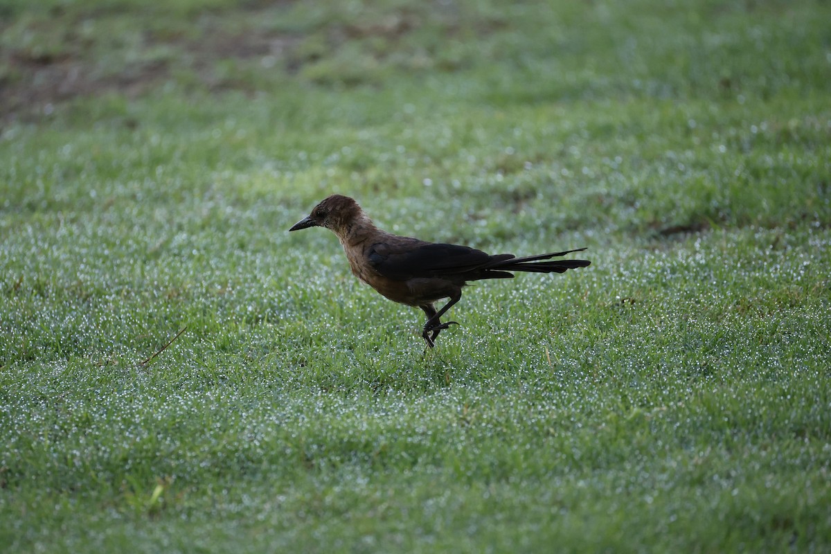 Boat-tailed Grackle - ML640297764