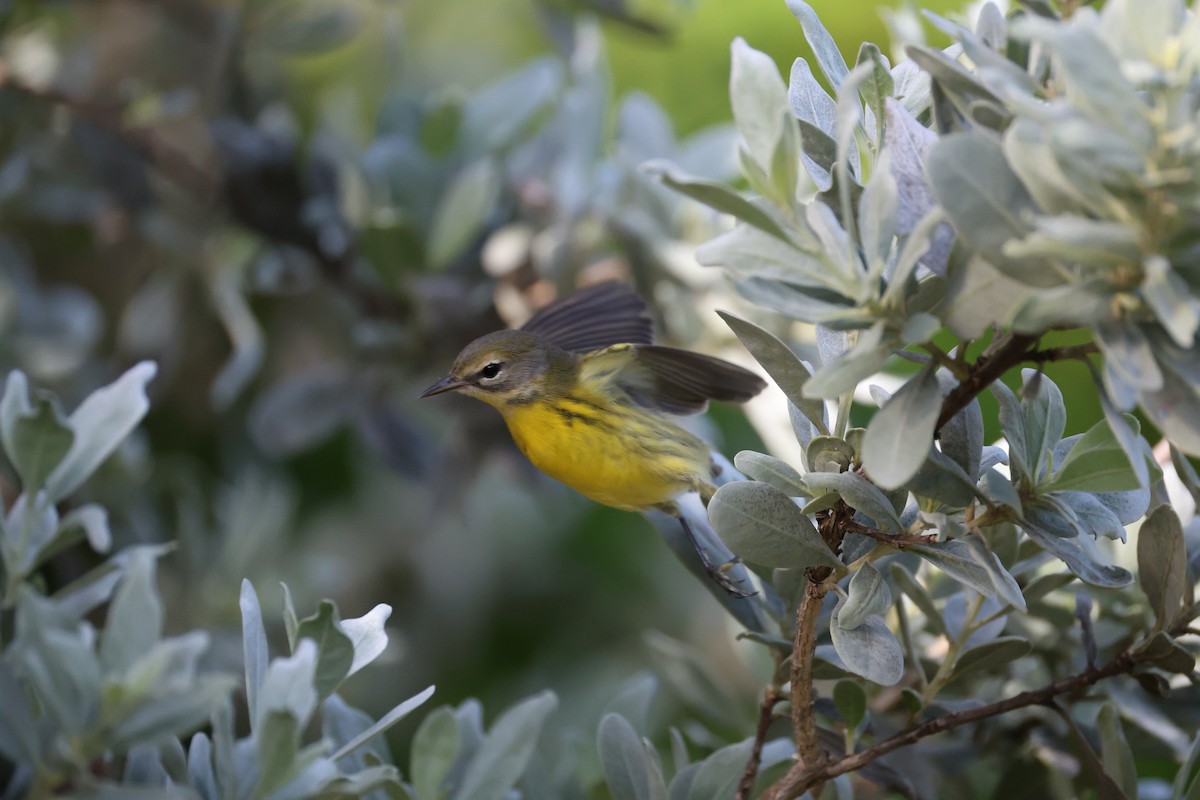 Prairie Warbler - ML640297791
