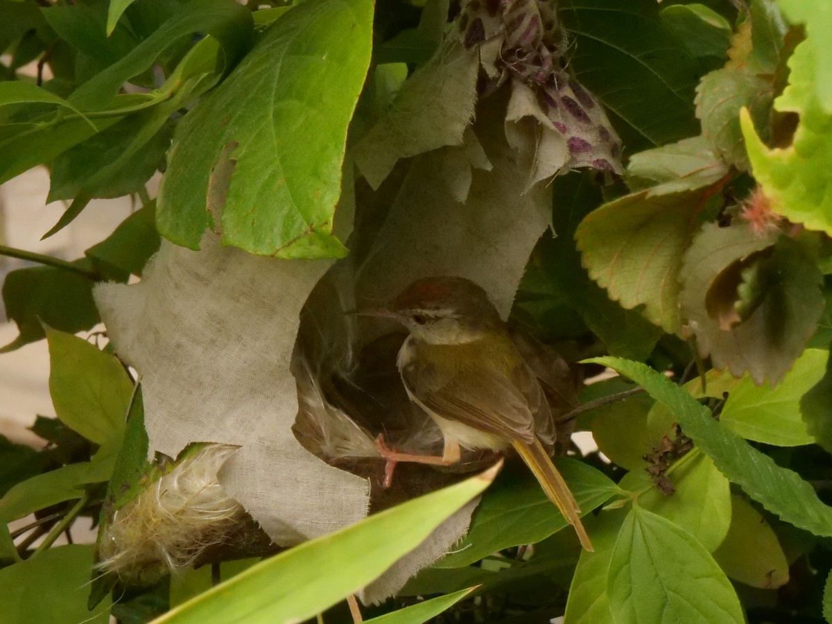 Common Tailorbird - ML640297838
