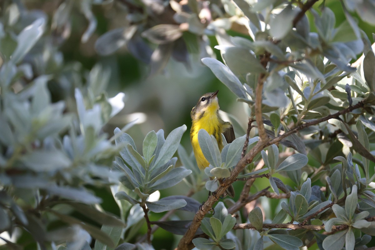 Prairie Warbler - ML640297863