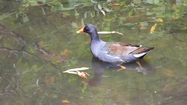 Common Gallinule - ML640297929