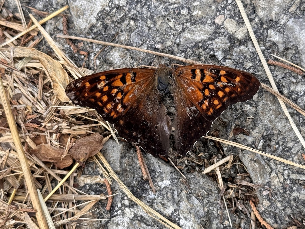Tawny Emperor - ML640297936