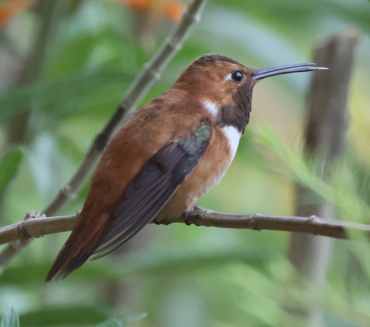 Rufous Hummingbird - ML640297961