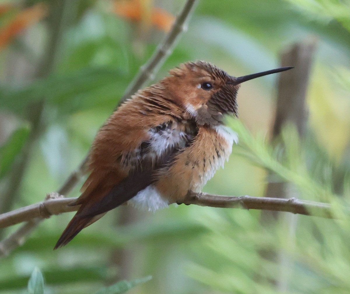 Rufous Hummingbird - ML640297962
