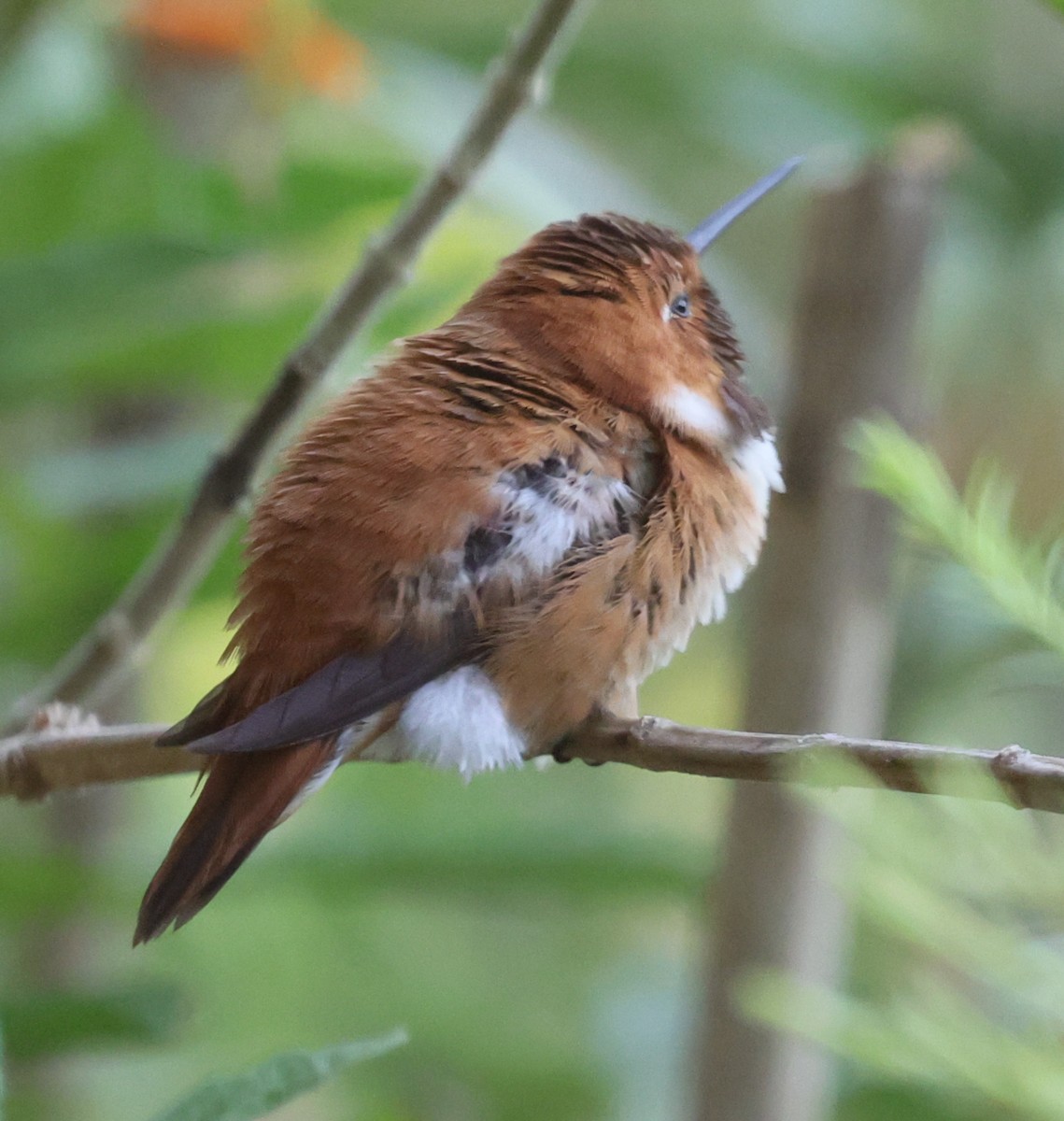 Rufous Hummingbird - ML640297963