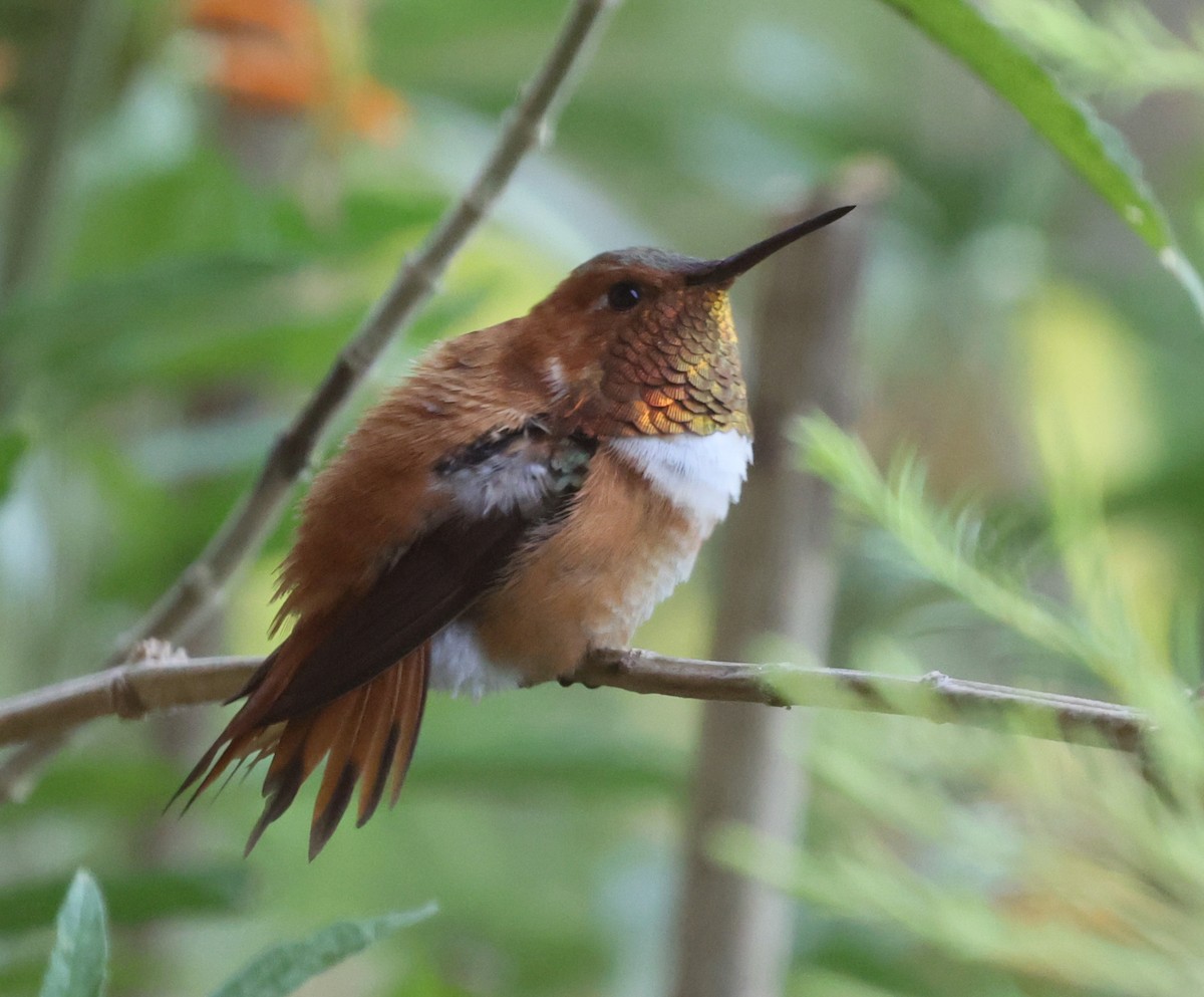 Rufous Hummingbird - ML640297964