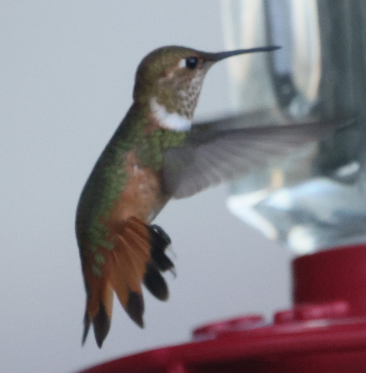 Rufous Hummingbird - ML640297965