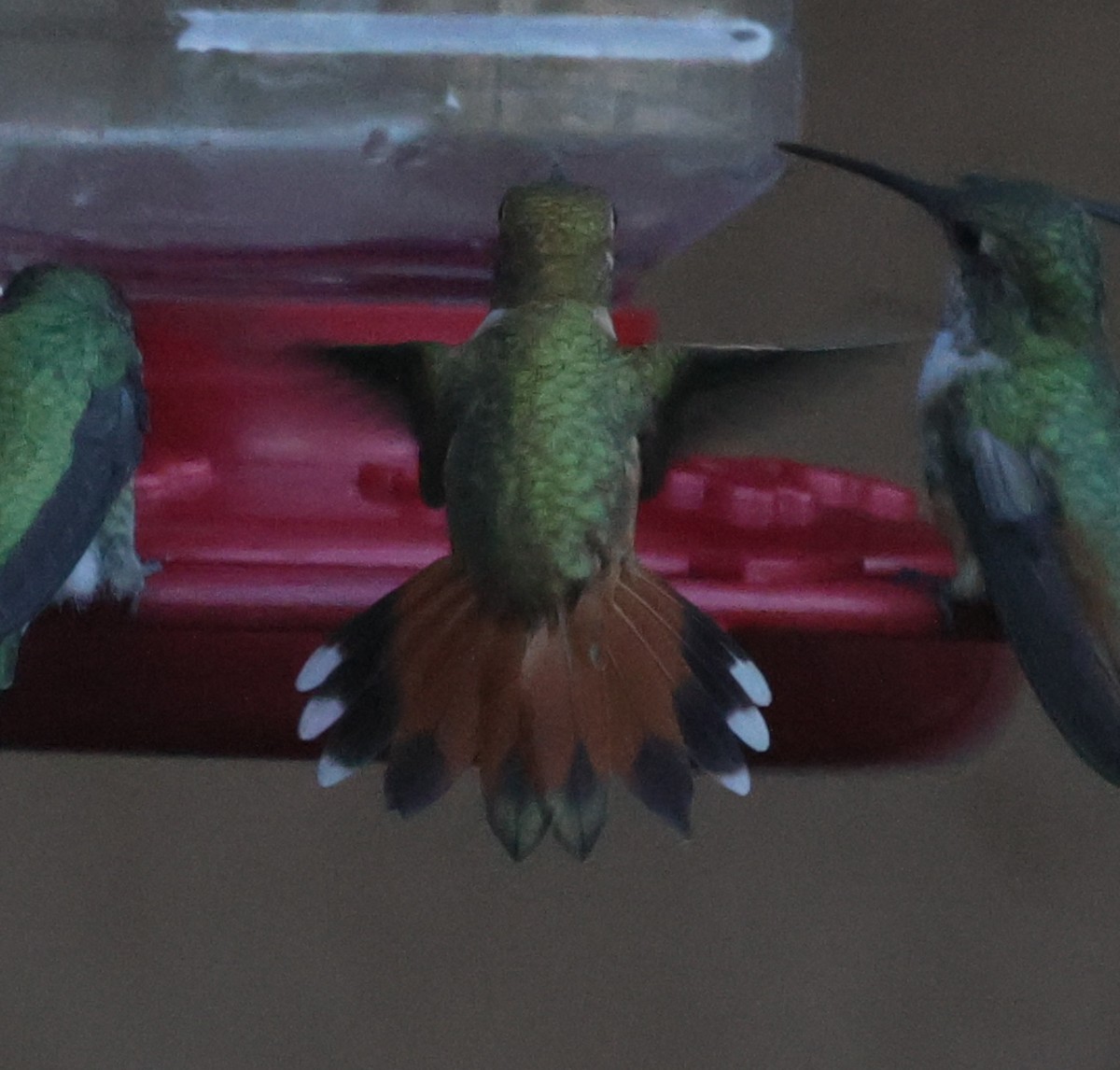 Rufous Hummingbird - ML640297966