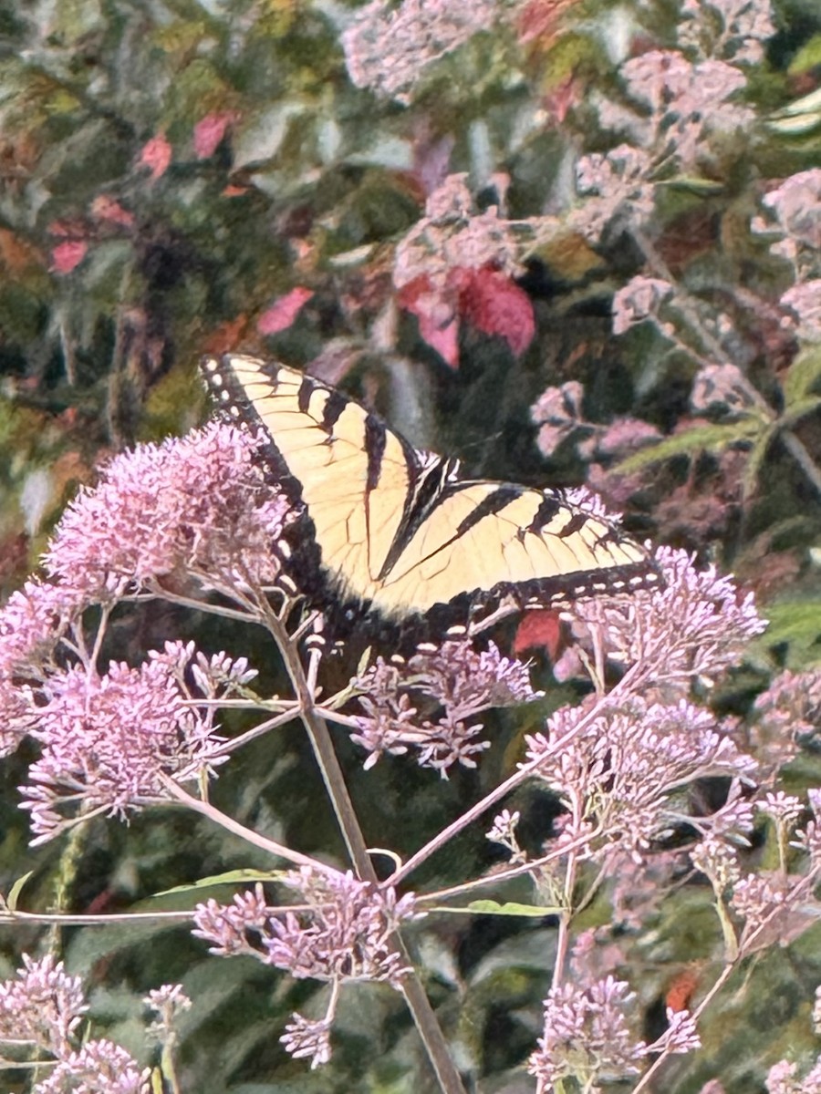 Eastern Tiger Swallowtail - ML640297972