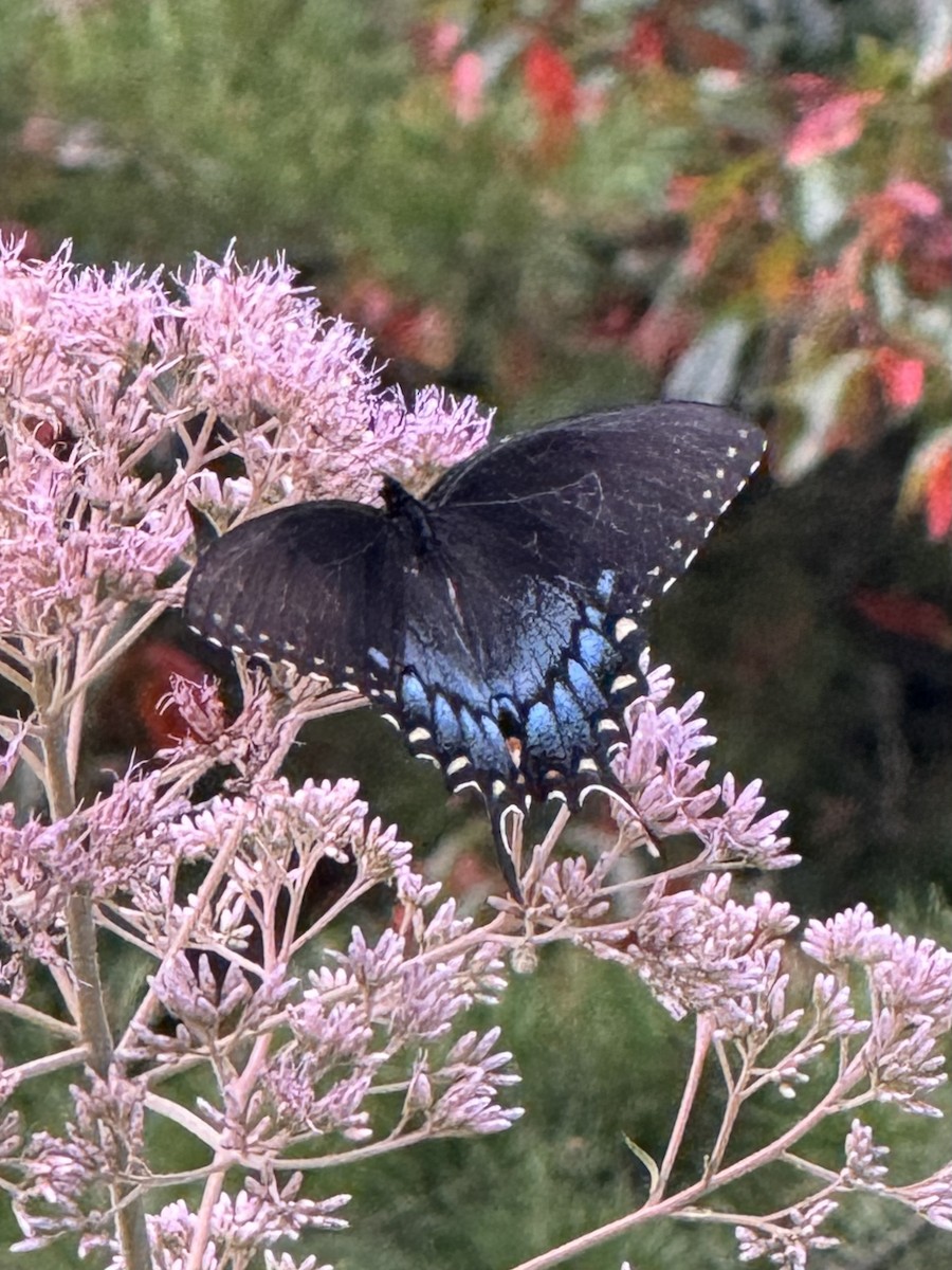 Eastern Tiger Swallowtail - ML640297973