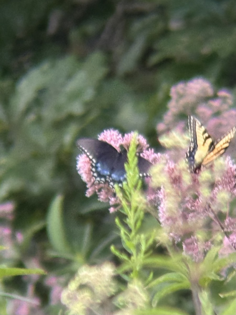 Spicebush Swallowtail - ML640297987