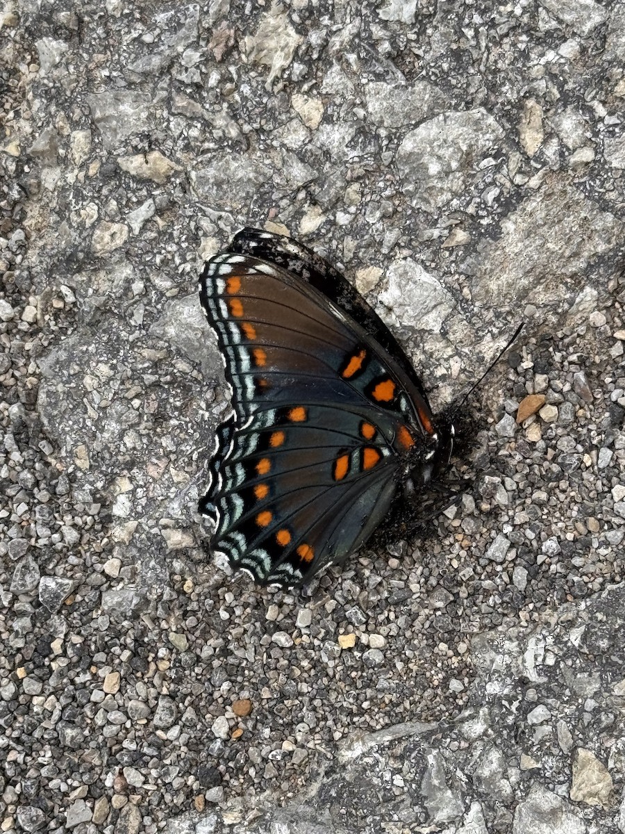 Red-spotted Purple - ML640298004