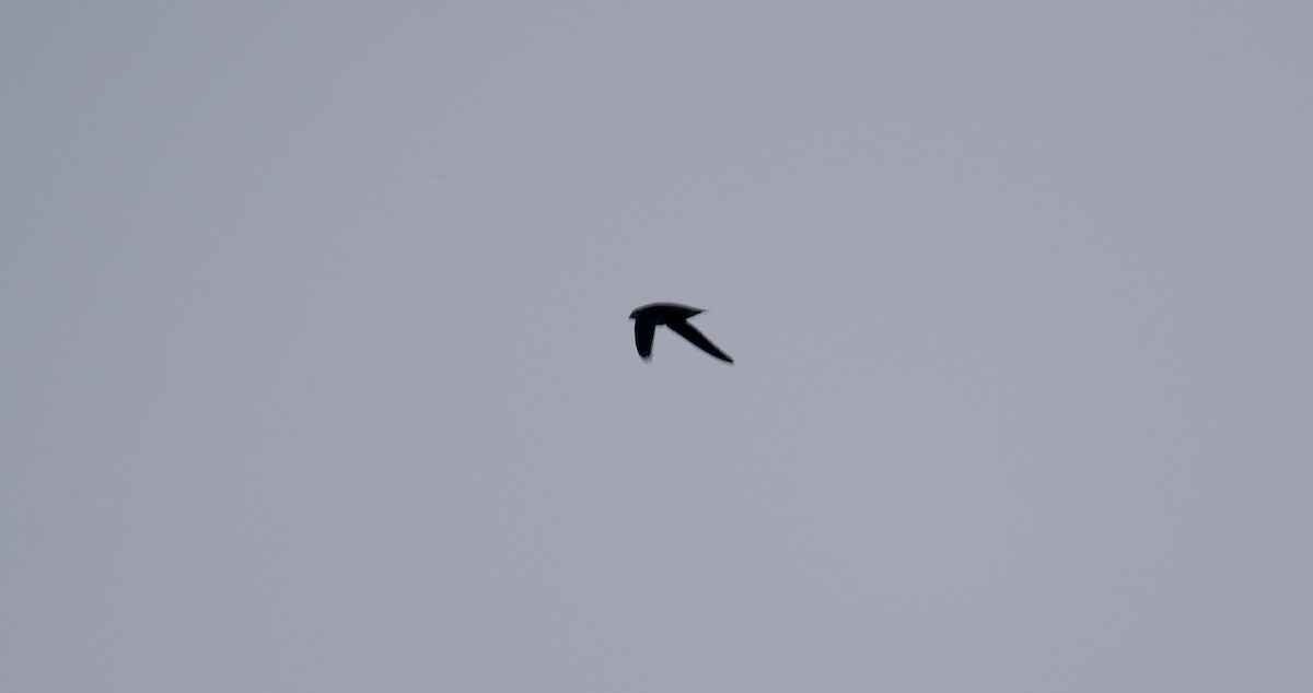 Chimney Swift - ML640298060
