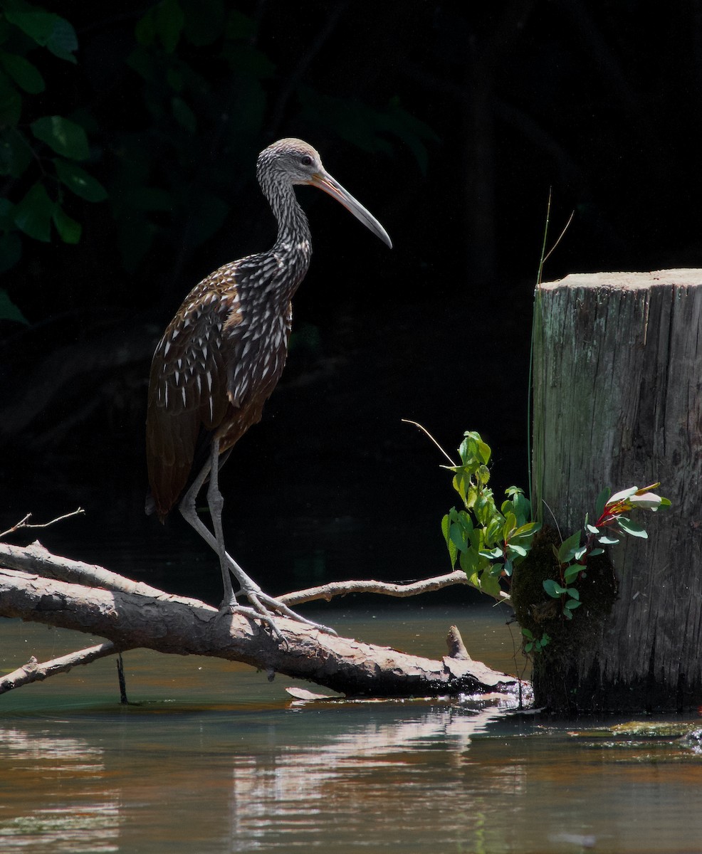 Limpkin - ML640298177