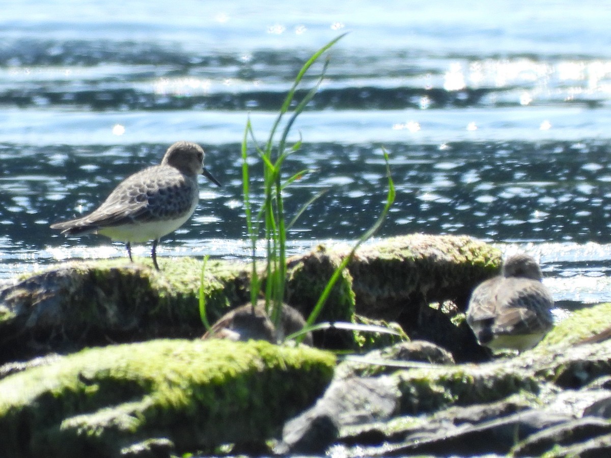 ヒメウズラシギ - ML640298196