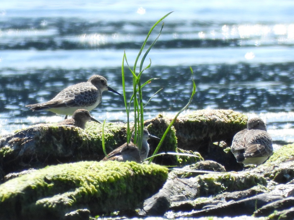 ヒメウズラシギ - ML640298200