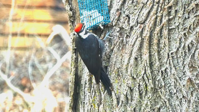 Pileated Woodpecker - ML640298226