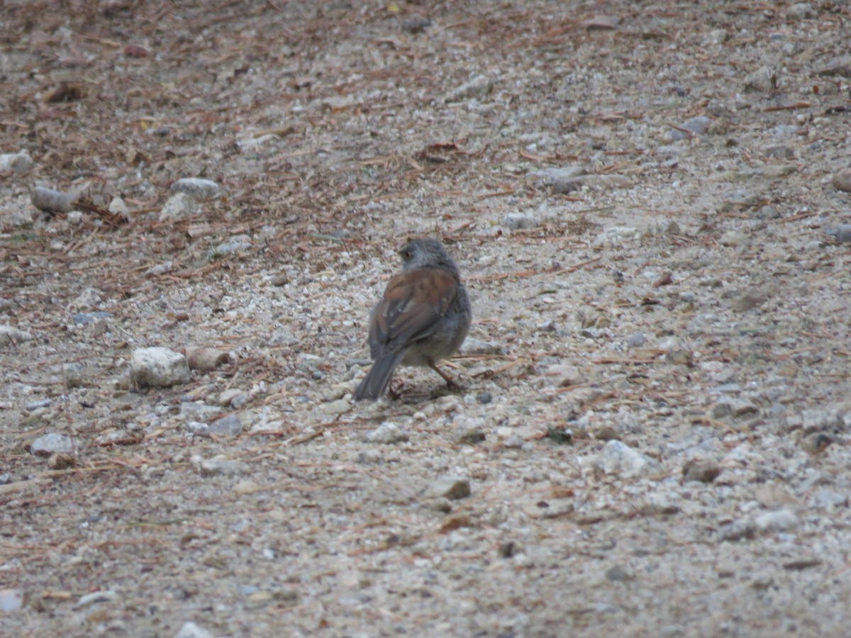 Yellow-eyed Junco - ML640298228