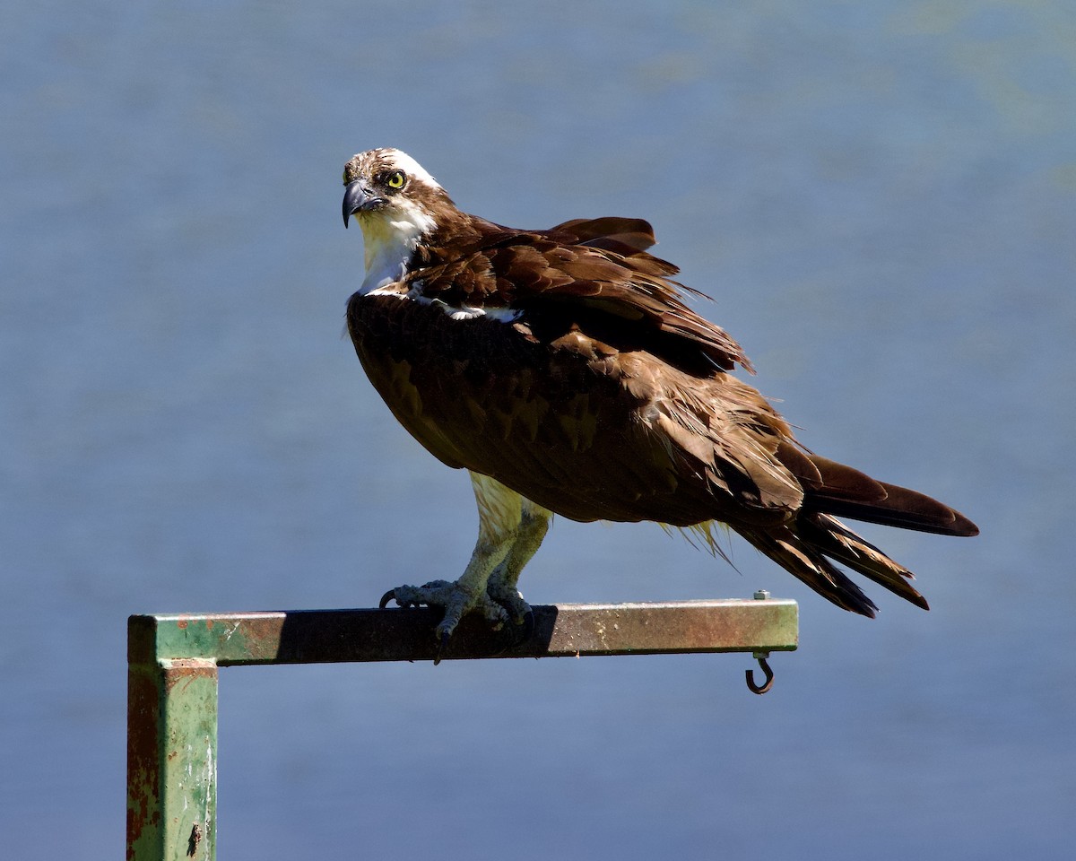 Balbuzard pêcheur - ML640298283
