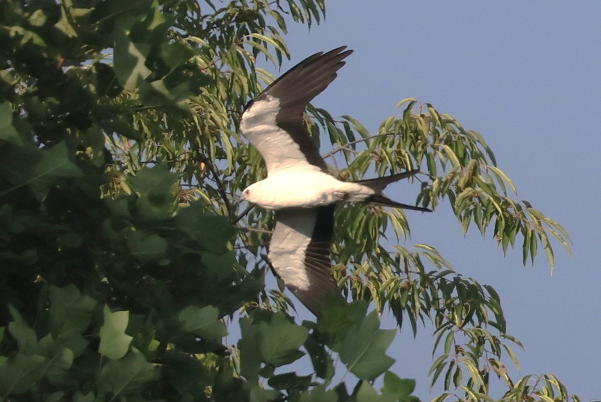 Swallow-tailed Kite - ML640298295