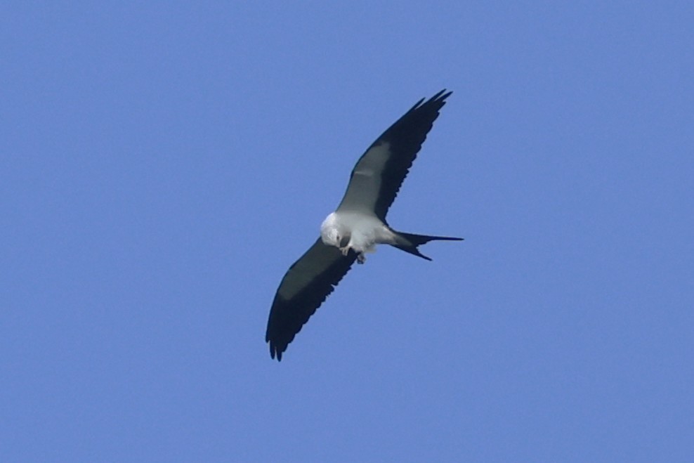 Swallow-tailed Kite - ML640298297